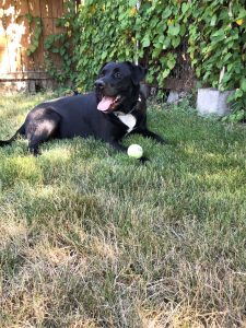 Black dog in the grass with a ball